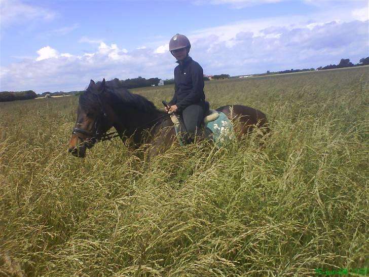 Irsk Sportspony Nancy † R.I.P 11/1-10 † - her ville jeg gerne være i fler timer der er meget MAD billede 12