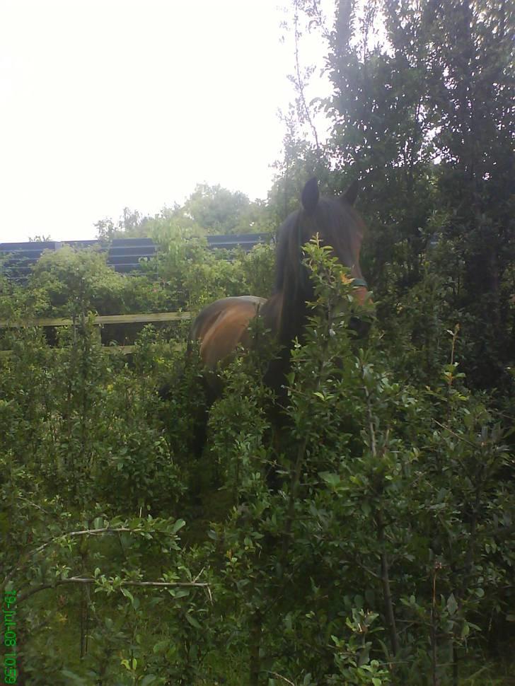 Irsk Sportspony Nancy † R.I.P 11/1-10 † - vi leger gemme  billede 13