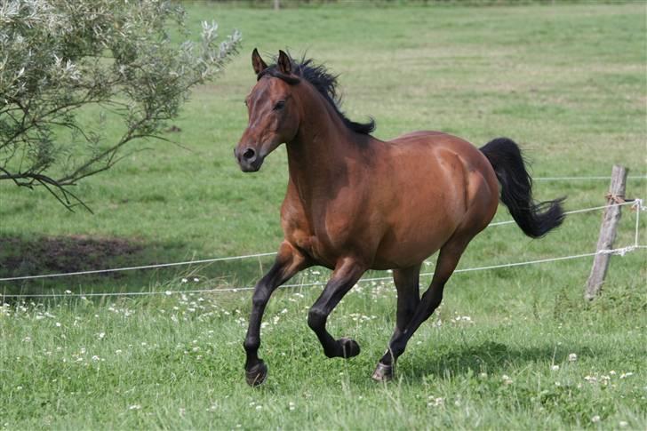 Arabisk fuldblod (OX) Gipson ox (himmelhest )': <3 - Foto af Lars Kjær billede 1