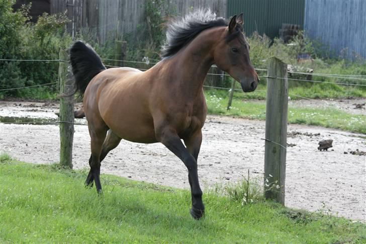 Arabisk fuldblod (OX) Gipson ox (himmelhest )': <3 - Foto af Lars Kjær billede 2