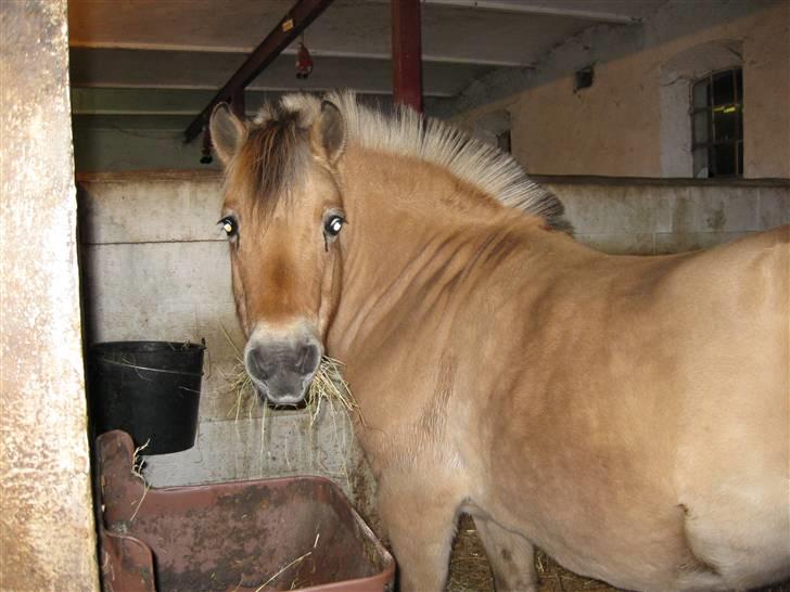 Fjordhest mille - mille i boksen billede 1