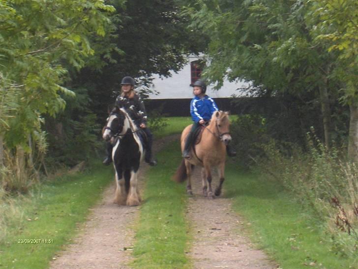 Fjordhest mille - mille du er alt billede 2