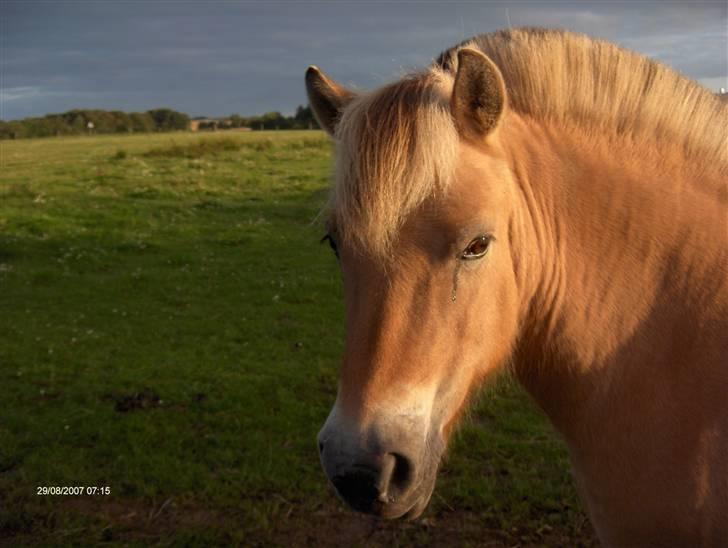 Fjordhest mille - mille i sommer solen  billede 3