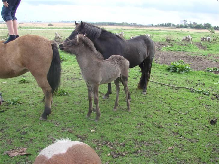 Islænder Ari fra Maag billede 12
