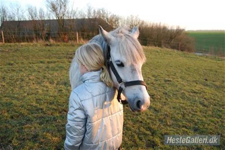 Welsh Pony af Cob-type (sec C) Musen - Velkommen til Musens Profil :-) billede 1