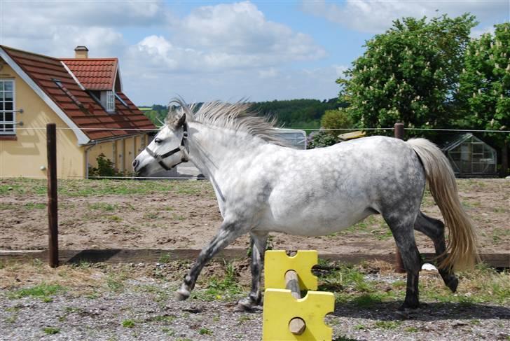 Welsh Pony af Cob-type (sec C) Musen - Søde Musen springer billede 5