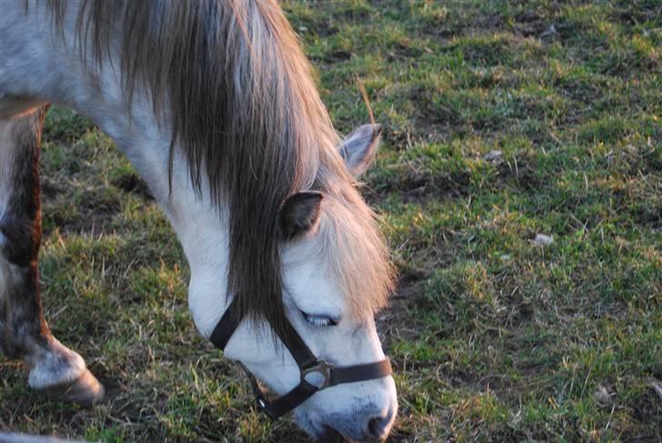 Welsh Pony af Cob-type (sec C) Musen - du er så sød billede 7