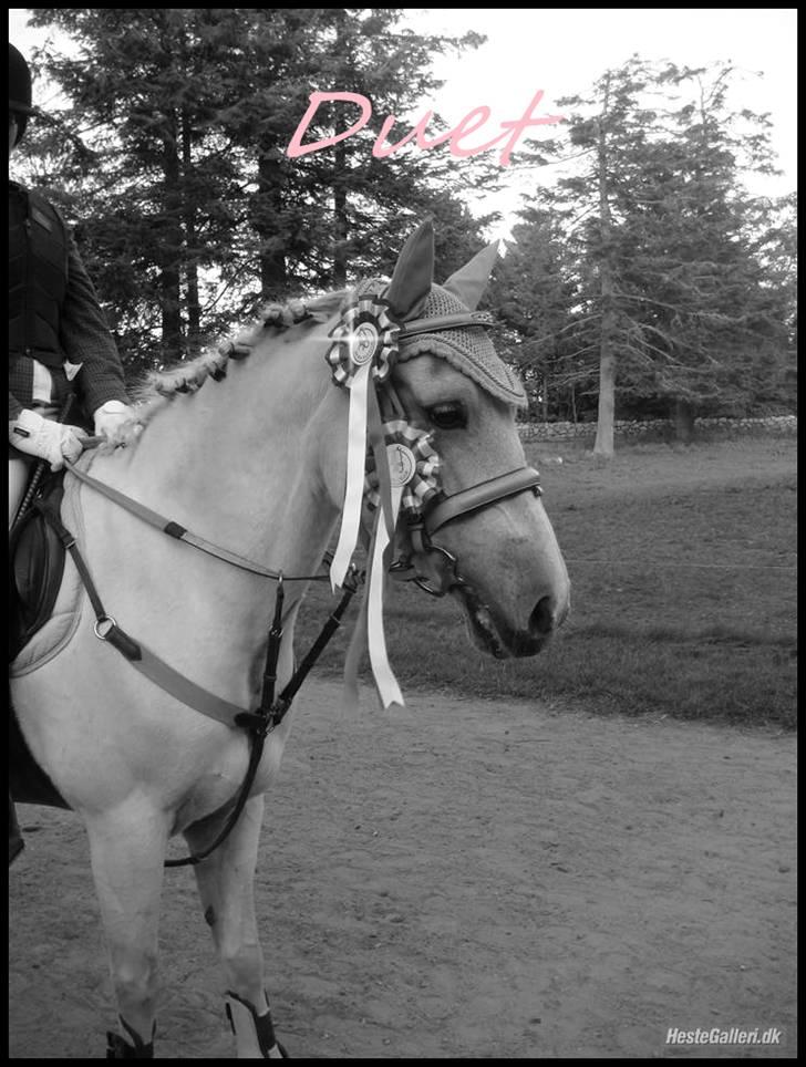 Anden særlig race Duet- min stjerne<3 - mit lille vinder dyr <33 vores første stævne sammen 2008 billede 2