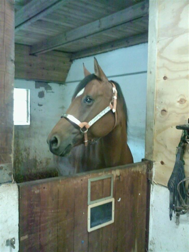 Quarter Dandy Me Dun *RIP* billede 8