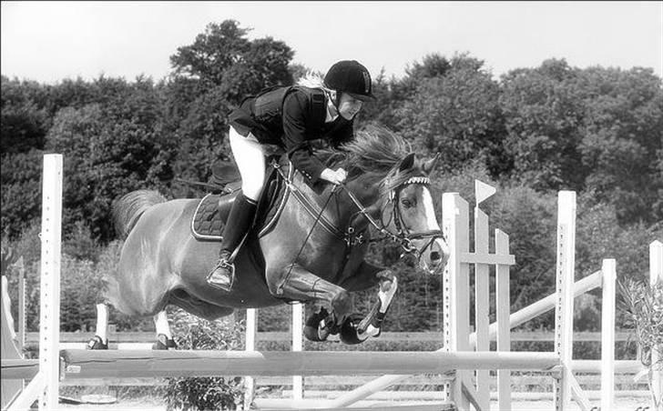 Hollandsk Sportspony MANPOWER LUDINGA - foto: Palle Thilqvist / www.ctfoto.dk billede 10