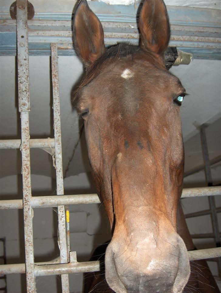 Dansk Varmblod Lobell -Solgt til Camilla - Bell blinker lige  til jer;-) billede 18