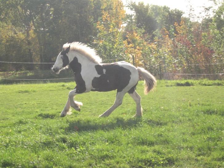 Tinker Holms Fiona of Picasso billede 9