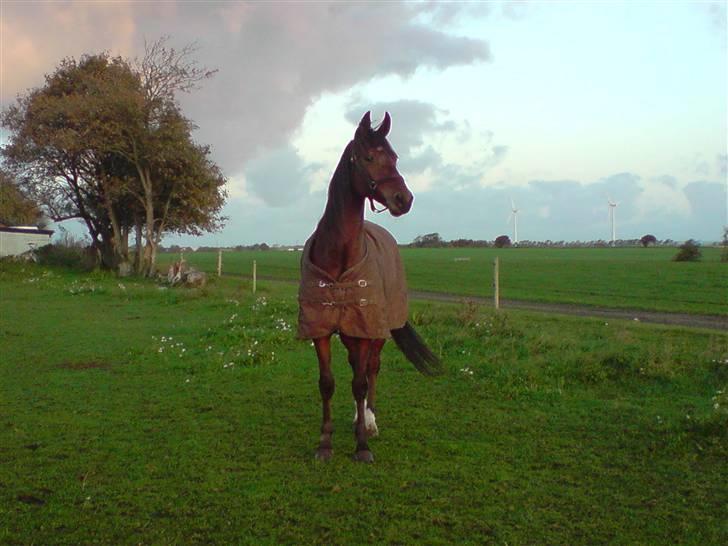 Traver Wondering billede 7