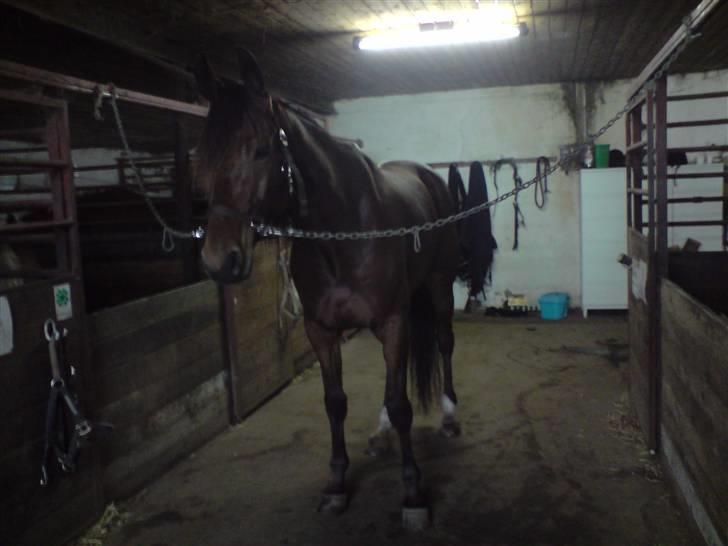 Traver Wondering billede 8