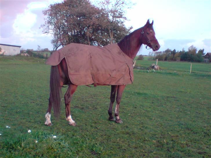 Traver Wondering - Lækker dreng!! billede 9
