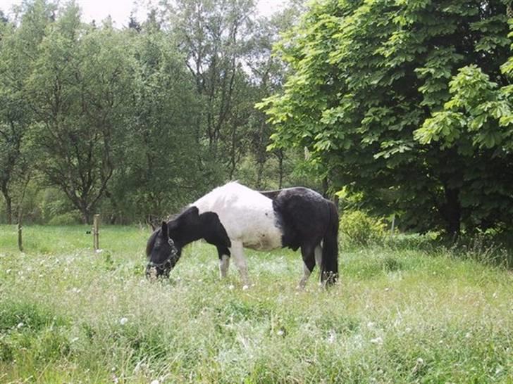 Anden særlig race Mulle - Mulle i sit rette element billede 1