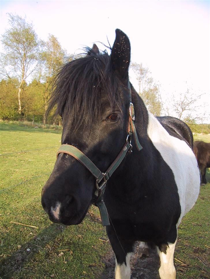 Anden særlig race Mulle - Mulle billede 2