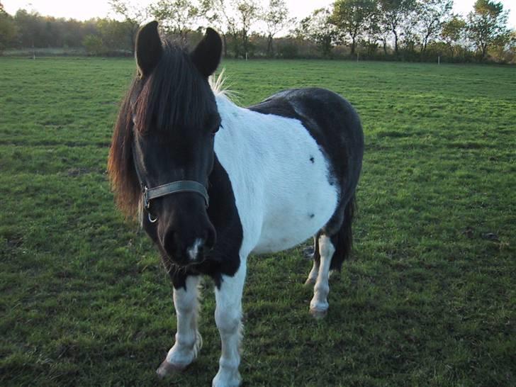 Anden særlig race Mulle - Mulle billede 3