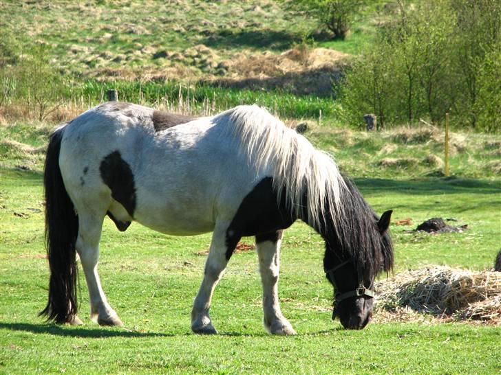 Anden særlig race Mulle - Mulle billede 4