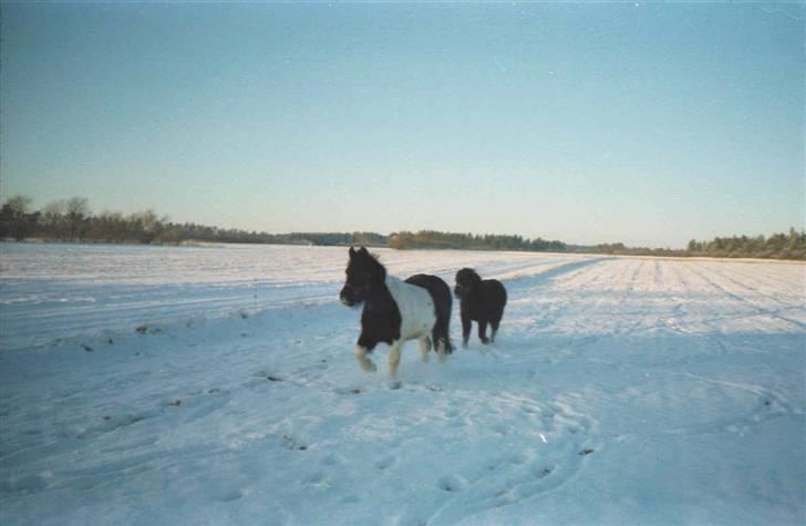 Anden særlig race Mulle - Mulle i sit rette element billede 5