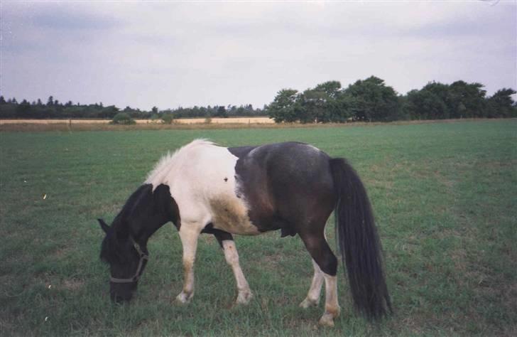 Anden særlig race Mulle - nogle måneder efter vi havde fået ham - må sige han hurtigt fik facon som resten af familien billede 6