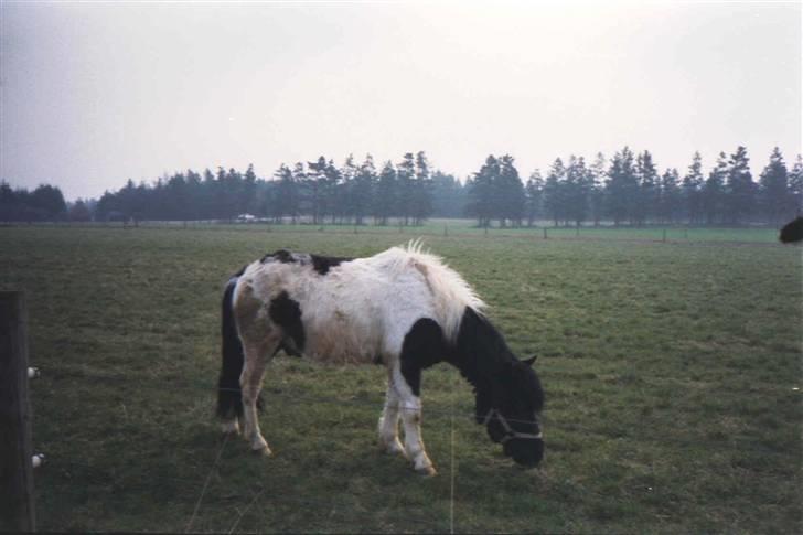 Anden særlig race Mulle - Det lille pjuskede kræ da vi fik ham billede 7