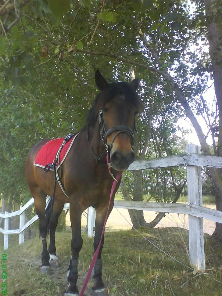 Irsk Sportspony Nancy † R.I.P 11/1-10 † - så er vi træte billede 15