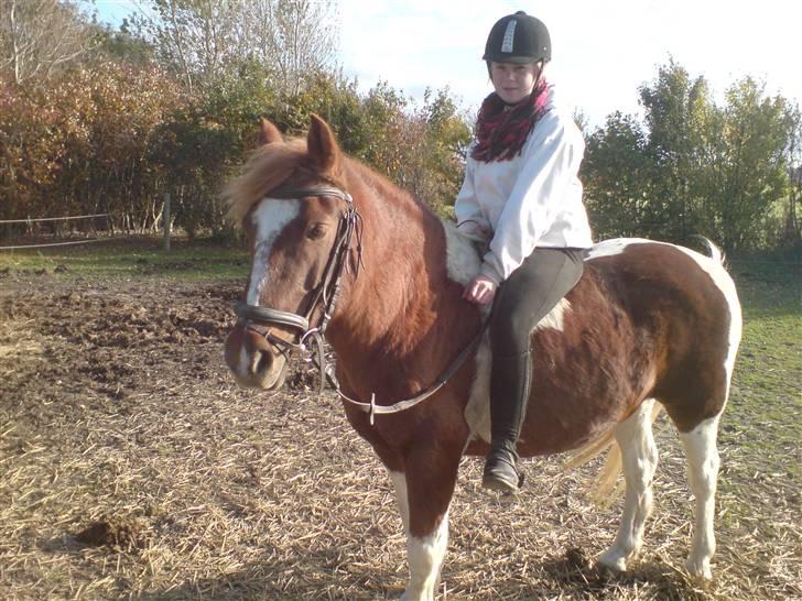 Anden særlig race Indi (SOLGT) - er rigtig glad for jeeg stadig har et godt forhold til ham billede 1