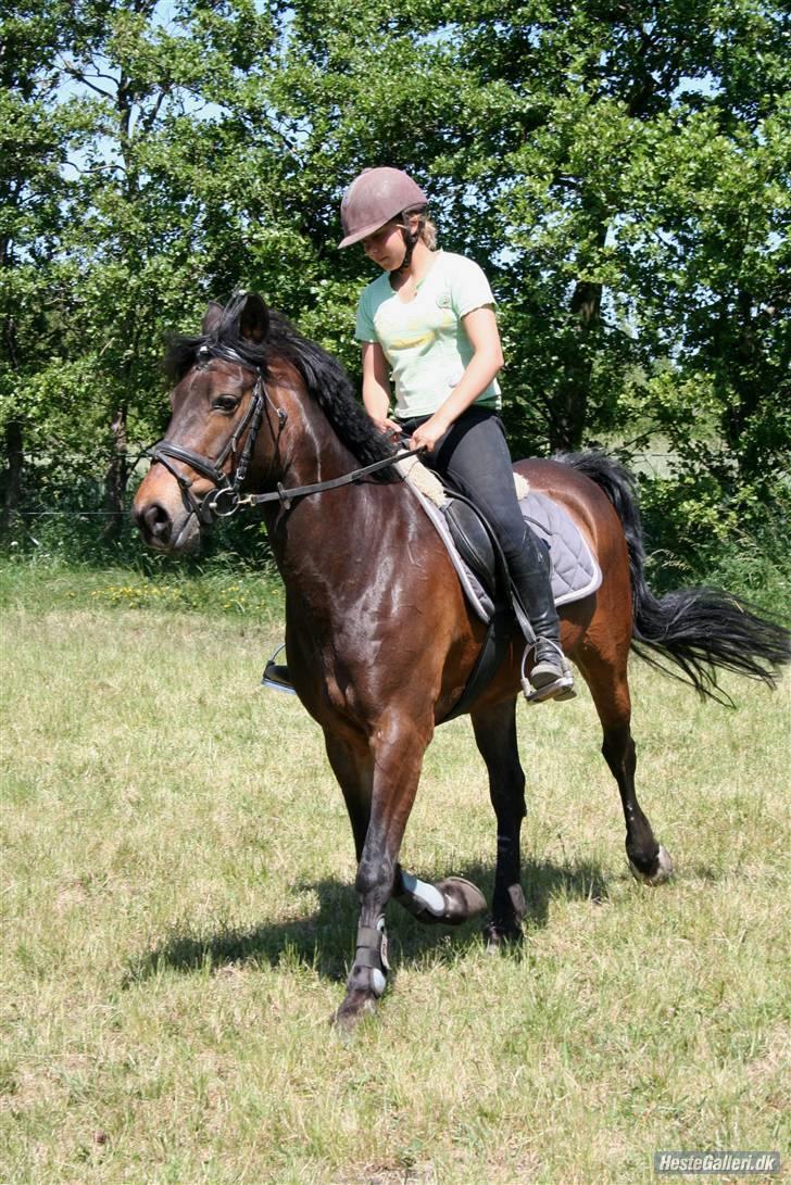 Irsk Sportspony Nancy † R.I.P 11/1-10 † - undervisni  billede 16