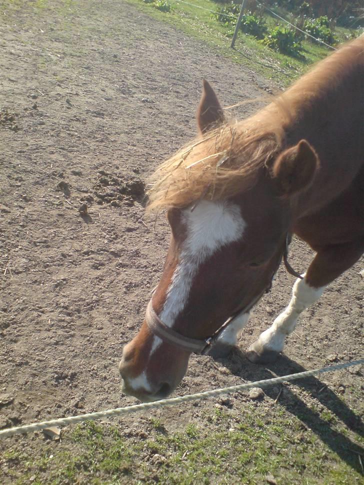Anden særlig race Indi (SOLGT) - nuttet ikke.? billede 2