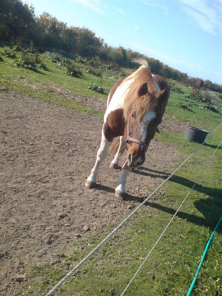 Anden særlig race Indi (SOLGT) - elsker ham:) billede 3