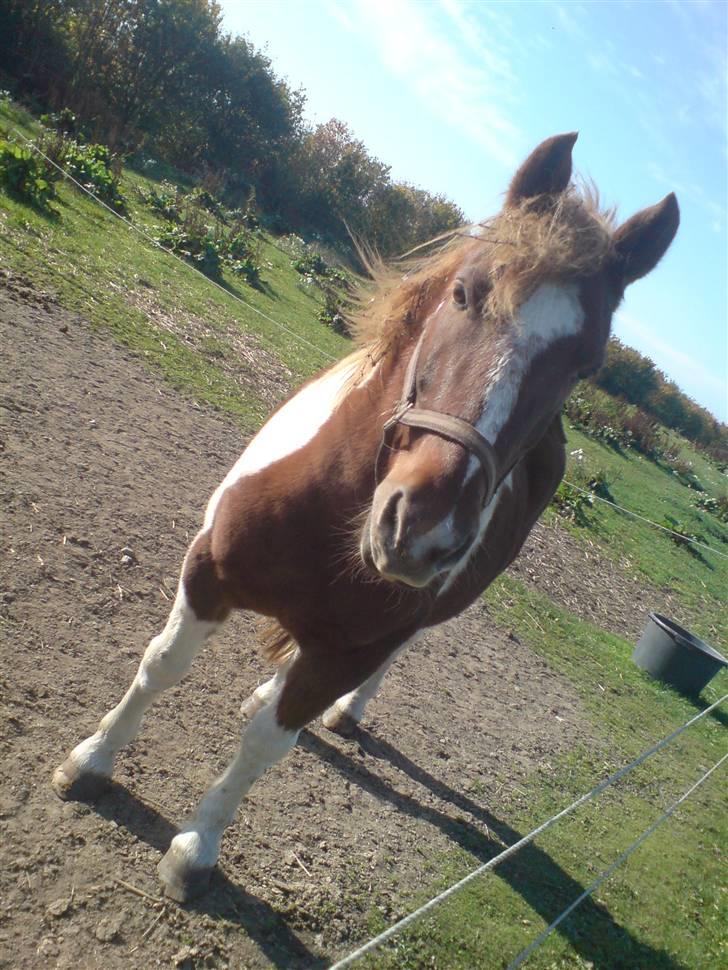 Anden særlig race Indi (SOLGT) - du så dejlig.! billede 4