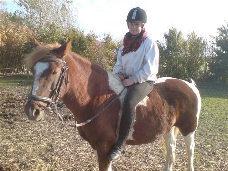 Anden særlig race Indi (SOLGT) - der er ikke noget bedre end at få lov til og ride sin gamle hest:) billede 5