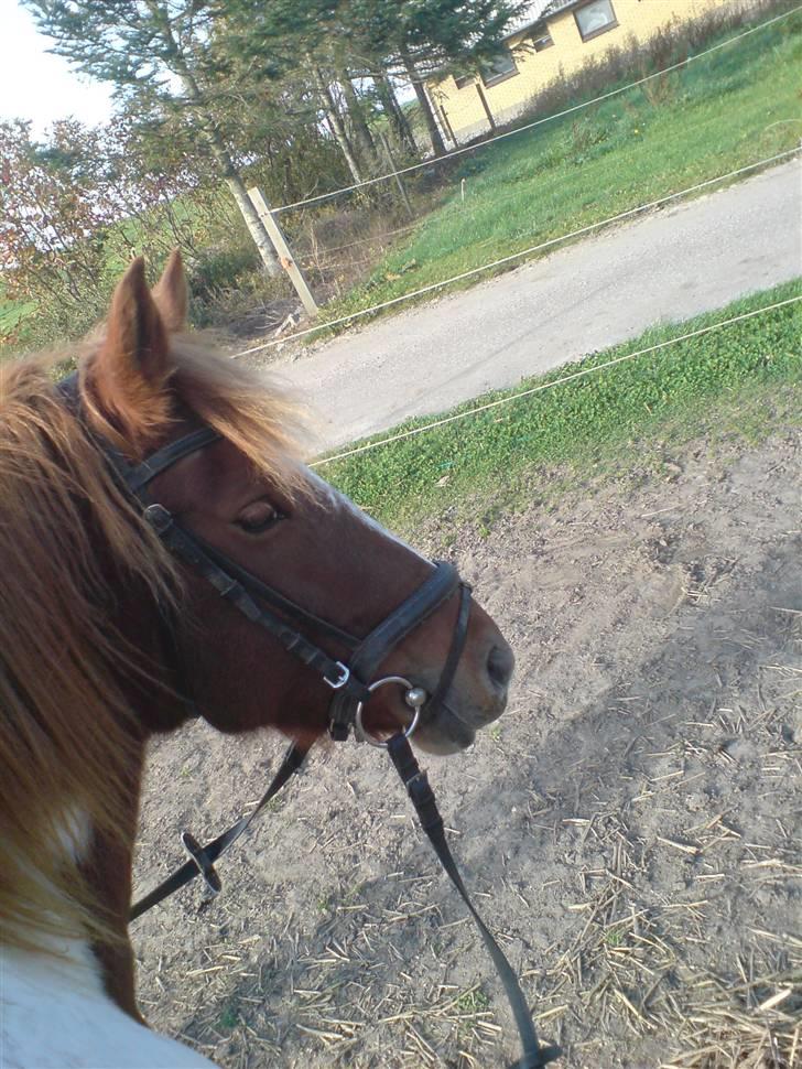 Anden særlig race Indi (SOLGT) billede 7