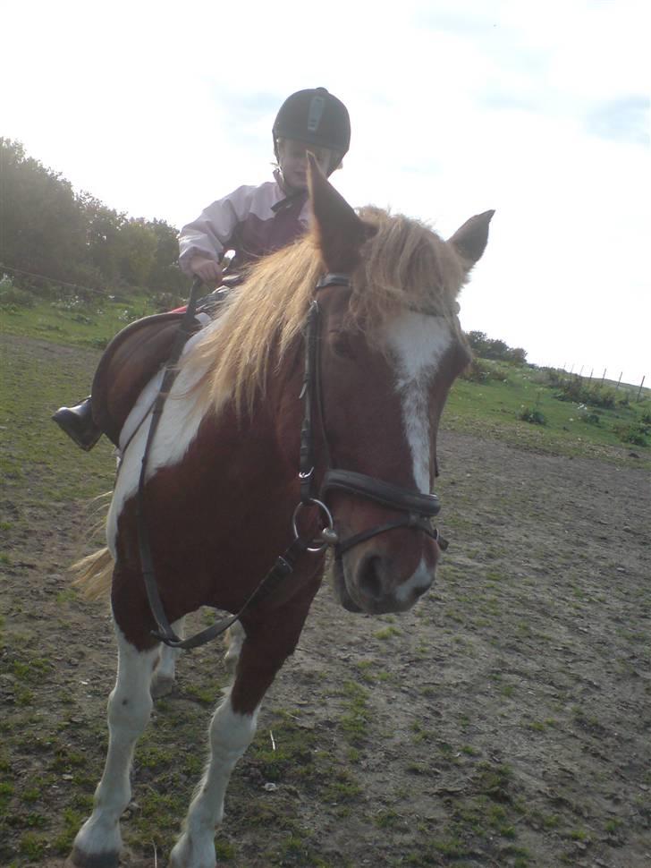 Anden særlig race Indi (SOLGT) billede 9