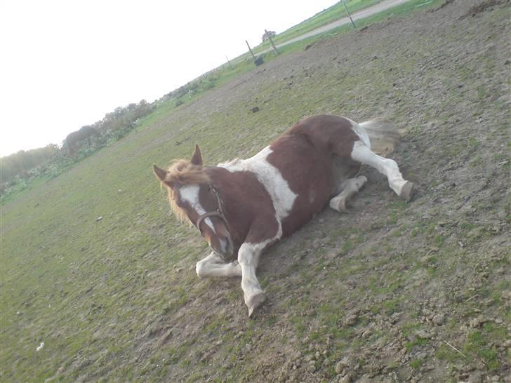 Anden særlig race Indi (SOLGT) - uha det klør billede 10