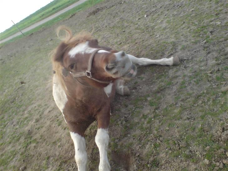 Anden særlig race Indi (SOLGT) - dejligt  billede 11