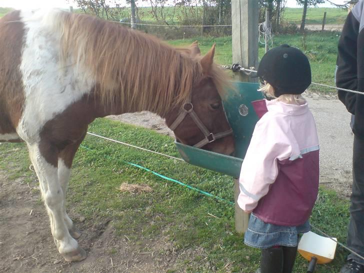 Anden særlig race Indi (SOLGT) - sødt:) billede 12