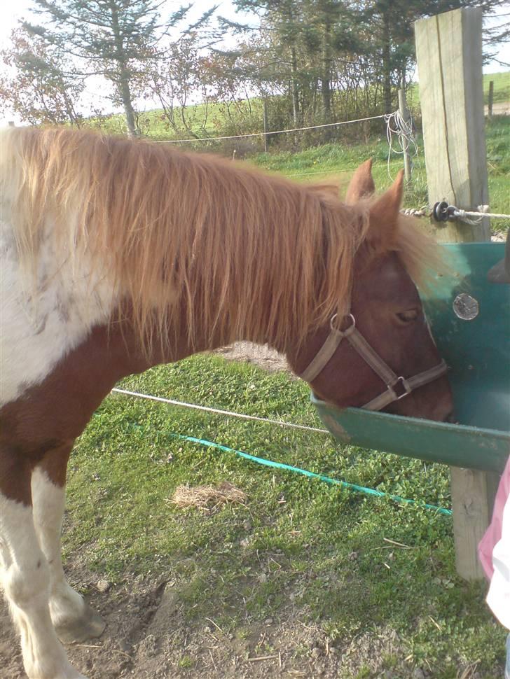 Anden særlig race Indi (SOLGT) billede 13