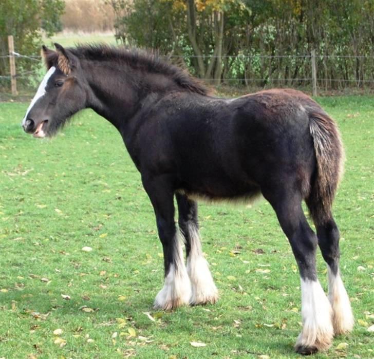 Irish Cob Møllens Miss. Ziggy*SOLG* billede 9