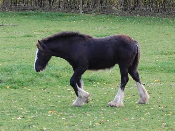 Irish Cob Møllens Miss. Ziggy*SOLG* billede 10
