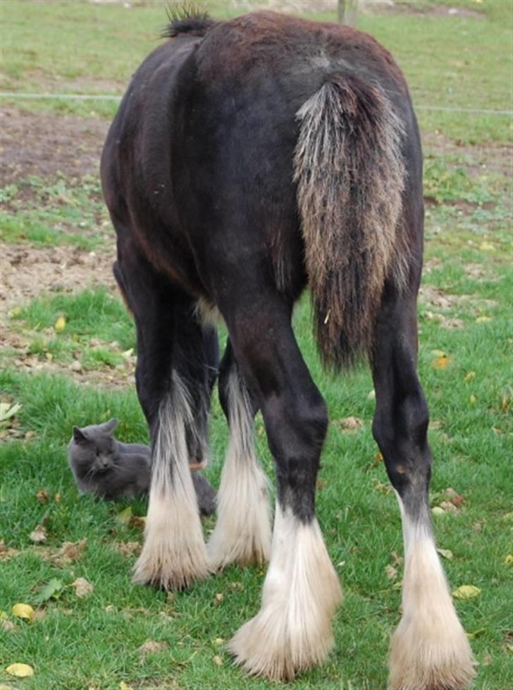 Irish Cob Møllens Miss. Ziggy*SOLG* billede 11