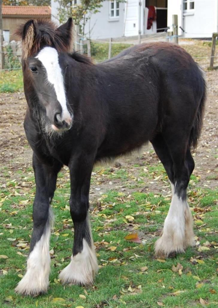 Irish Cob Møllens Miss. Ziggy*SOLG* billede 12