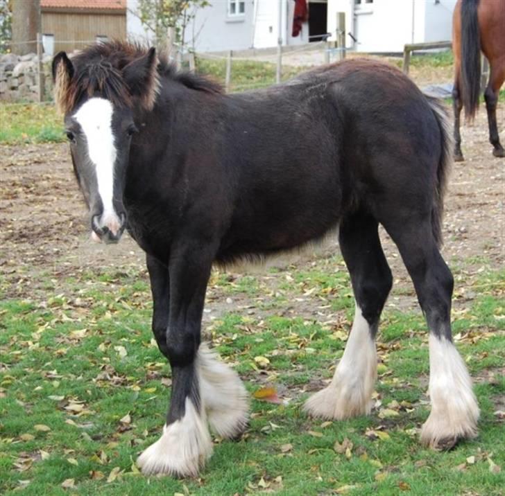 Irish Cob Møllens Miss. Ziggy*SOLG* billede 13