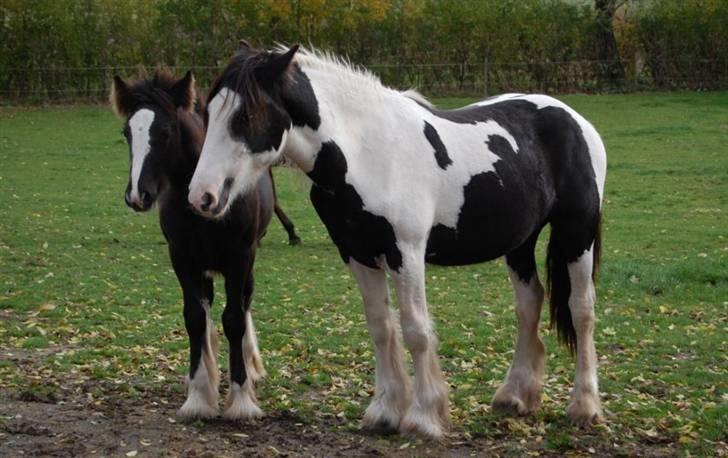 Irish Cob Møllens Miss. Ziggy*SOLG* - sammen med brormand (: billede 14