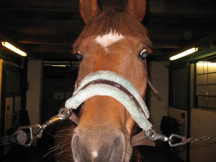 Anden særlig race avelon "solgt" - 16/10-08 billede 11