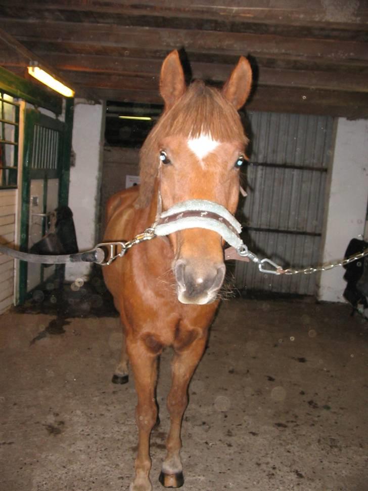 Anden særlig race avelon "solgt" - 16/10-08 billede 12