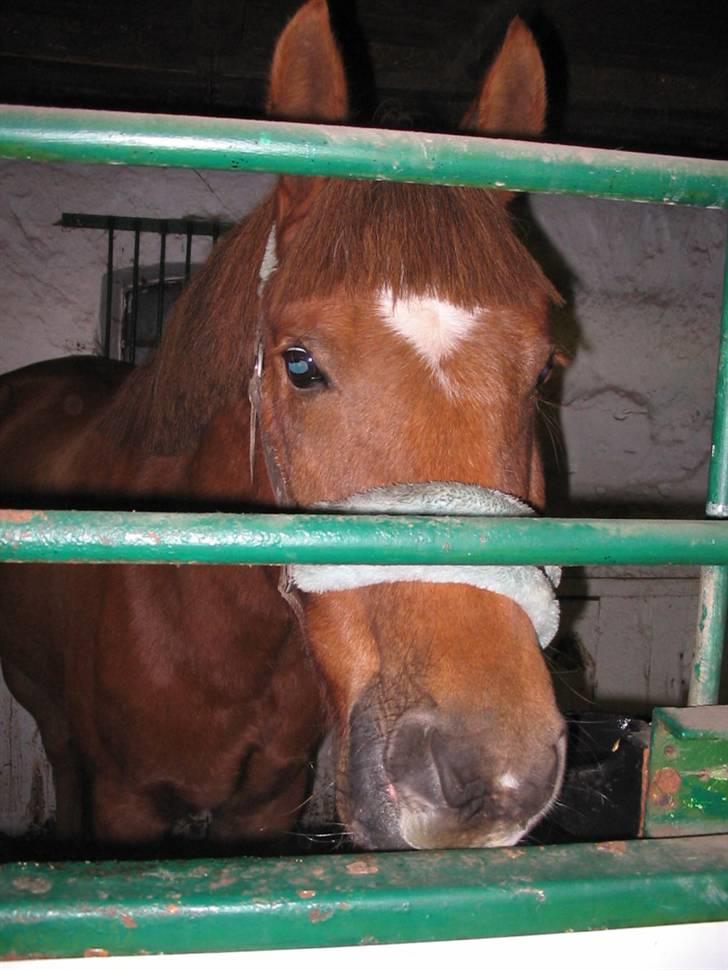 Anden særlig race avelon "solgt" - 16/10-08: var det posen med godbidder jeg hørte billede 13