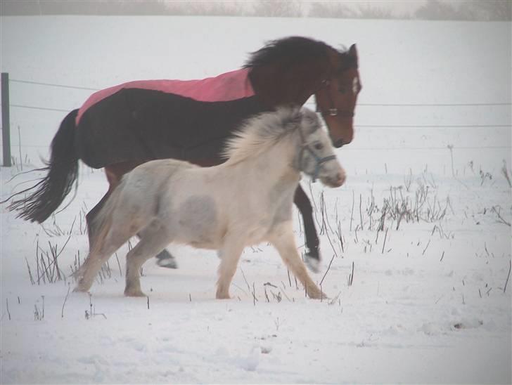 Anden særlig race Bonanza / Fræk af delle xD - Bonanza leger men Nesmil :) billede 10