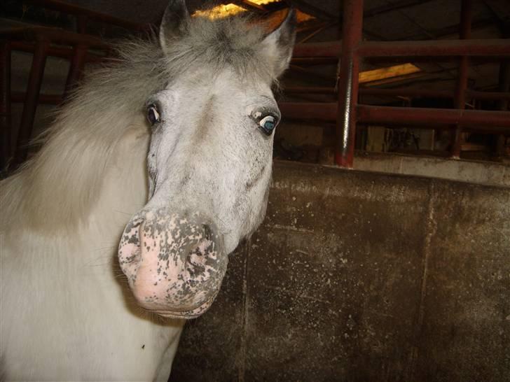 Anden særlig race Bonanza / Fræk af delle xD - smukke Nanze :) billede 11